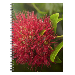Pohutukawa Flower, Dunedin Notebook