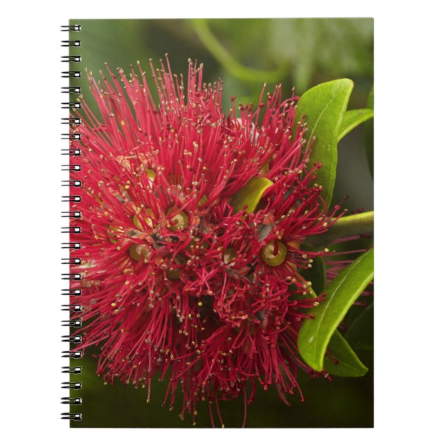 Pohutukawa Flower, Dunedin Notebook (Front)