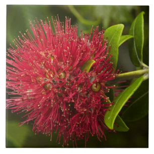 Pohutukawa Flower, Dunedin Tile