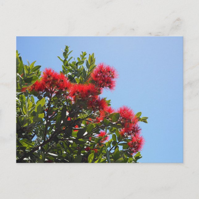 Pohutukawa Postcard 2 (Front)