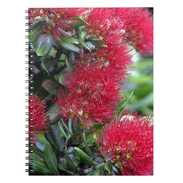 Pohutukawa tree flowering notebook (Front)