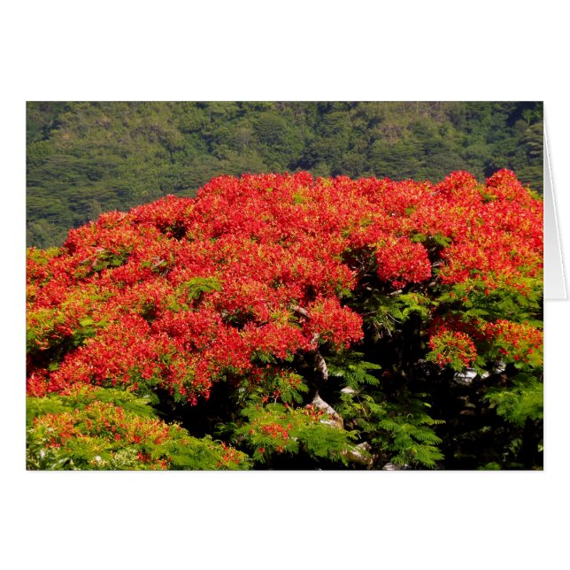 Poinciana Tree (Front Horizontal)
