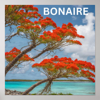 Poinciana tree in bonaire beautiful poster
