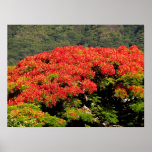 Poinciana Tree Poster
