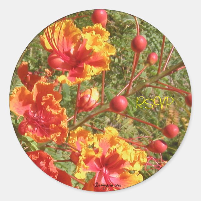 Poinciana Tropical Wedding Envelope Seals/Stickers Classic Round Sticker (Front)