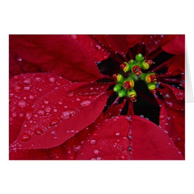 Poinsettia (Front Horizontal)