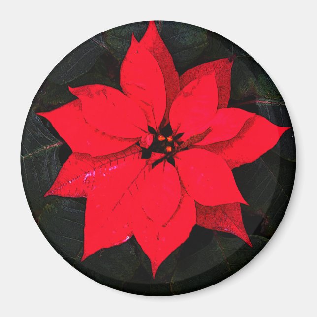 Poinsettia 6078 magnet (Front)