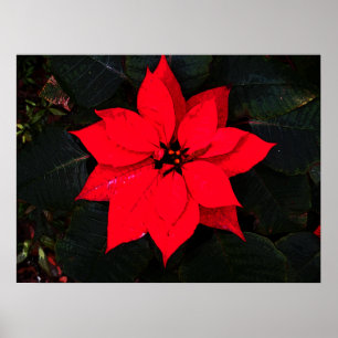Poinsettia 6078  poster