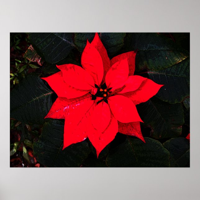 Poinsettia 6078  poster (Front)