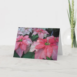 Poinsettia Blossoms Holiday Card