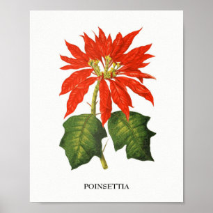 Poinsettia Botanical Print