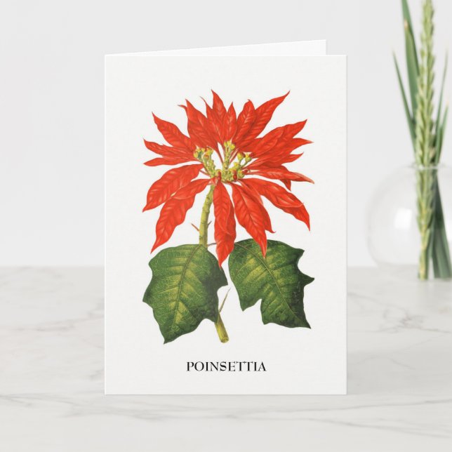 Poinsettia Botanical Print Holiday Card (Front)