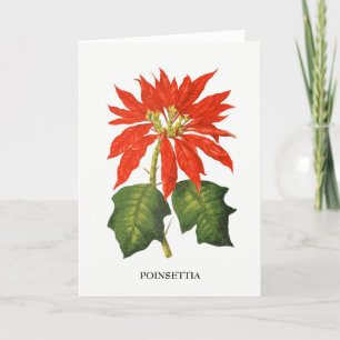 Poinsettia Botanical Print Holiday Card