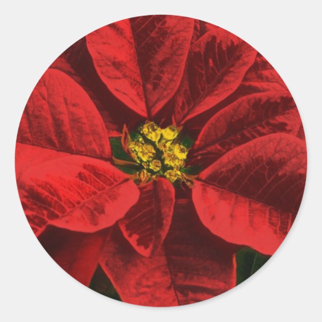 Poinsettia Christmas and Holiday Classic Round Sticker (Front)
