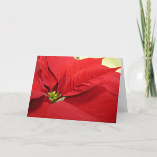 Poinsettia Christmas Card