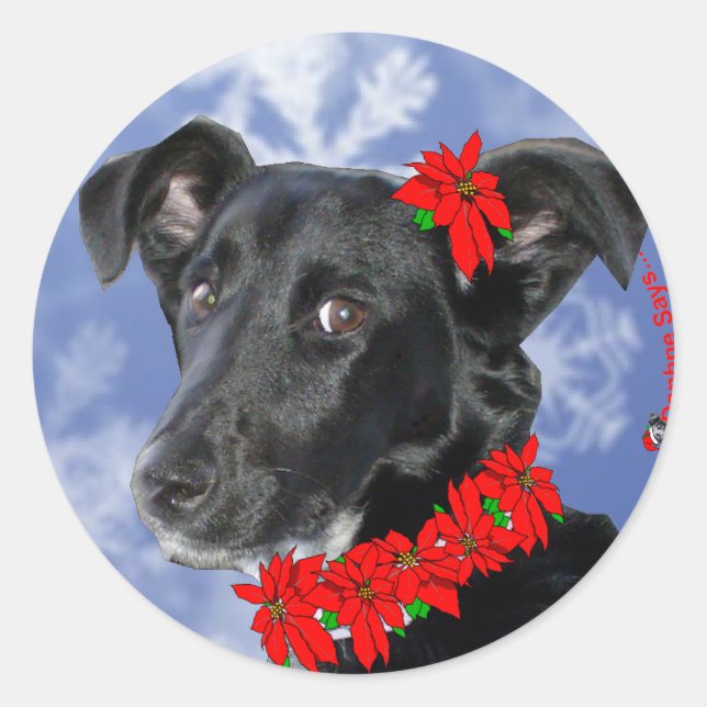 Poinsettia Daphne Classic Round Sticker (Front)