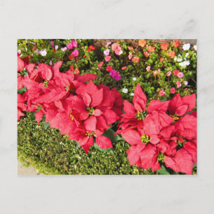 Poinsettia Garden Postcard
