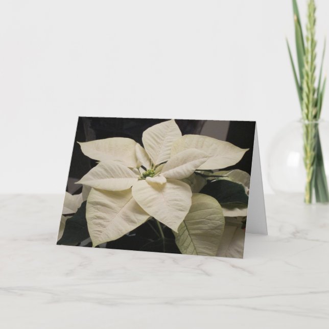 Poinsettia Holiday Card (Front)