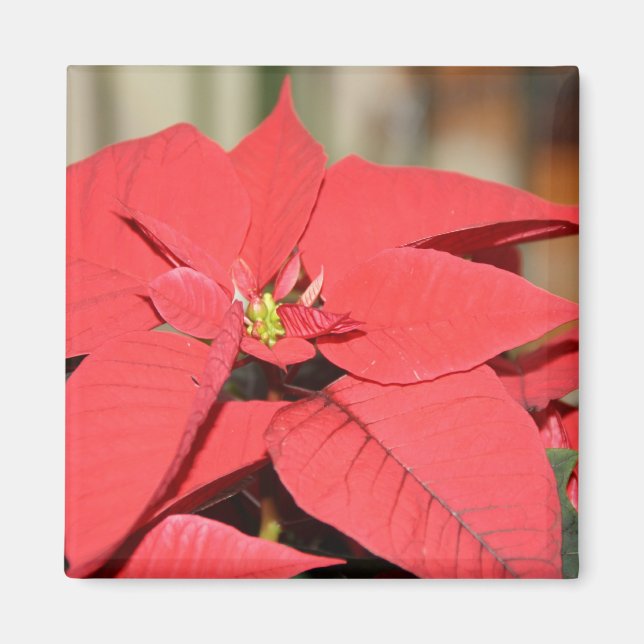 Poinsettia Magnet (Front)