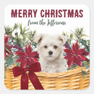 Poinsettia Maltese Puppy Christmas Basket Square Sticker