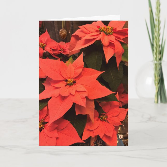 Poinsettia Merry Christmas Card (Front)