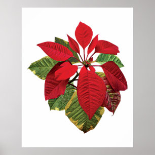 Poinsettia Plant Poster