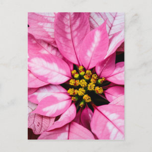 Poinsettia Postcard