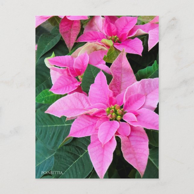 Poinsettia [Postcard] Postcard (Front)
