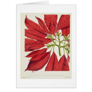 Poinsettia Pulcherrima (colour litho)