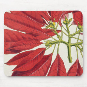 Poinsettia Pulcherrima (colour litho) Mouse Mat