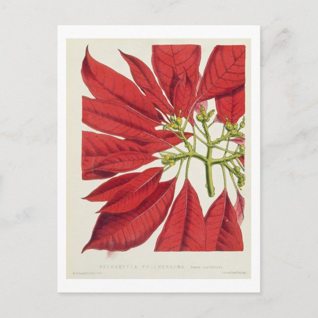Poinsettia Pulcherrima (colour litho) Postcard (Front)