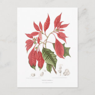Poinsettia pulcherrima postcard