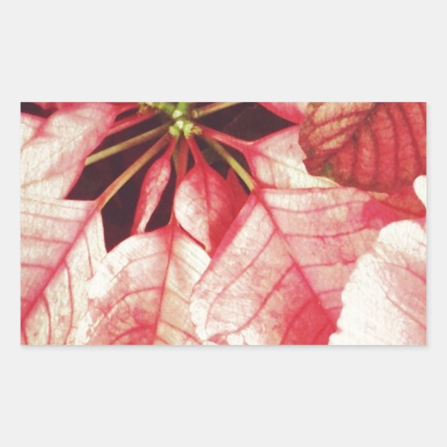 Poinsettia Rectangular Sticker (Front)