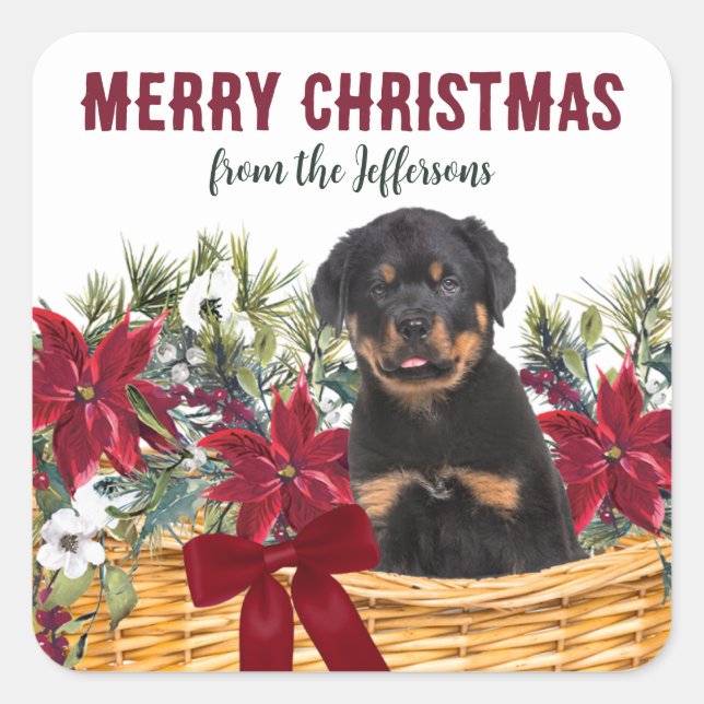 Poinsettia Rottweiler Dog Christmas Basket Square Sticker (Front)