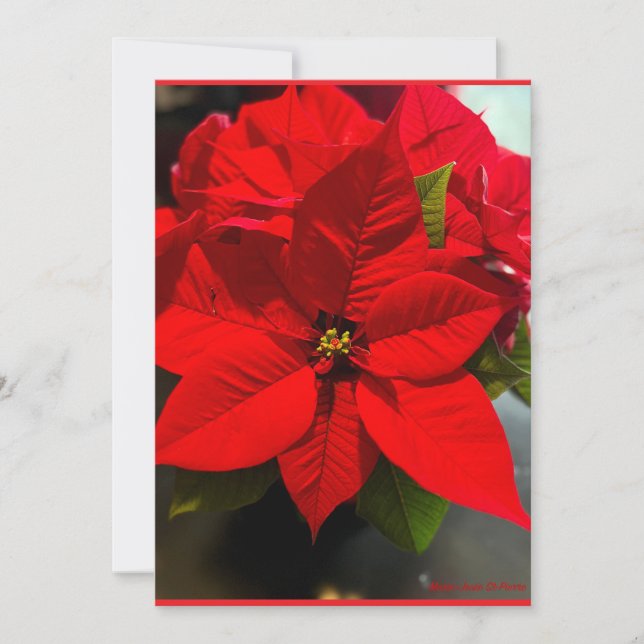 Poinsettia Velvet Fireworks Holiday Card (Front)