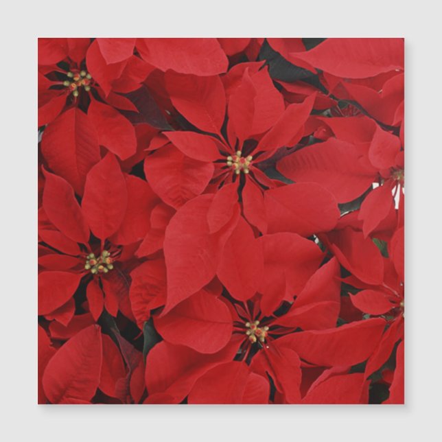 Poinsettias for Christmas (Front)