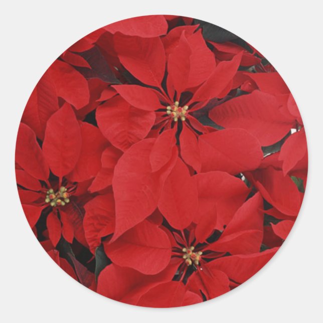 Poinsettias for Christmas Classic Round Sticker (Front)