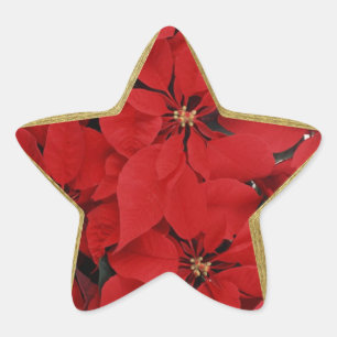 Poinsettias for Christmas star shaped Star Sticker