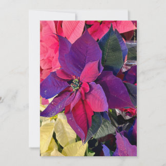 Poinsettias Magic Holiday Card