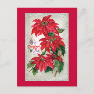 Poinsettias Postcard