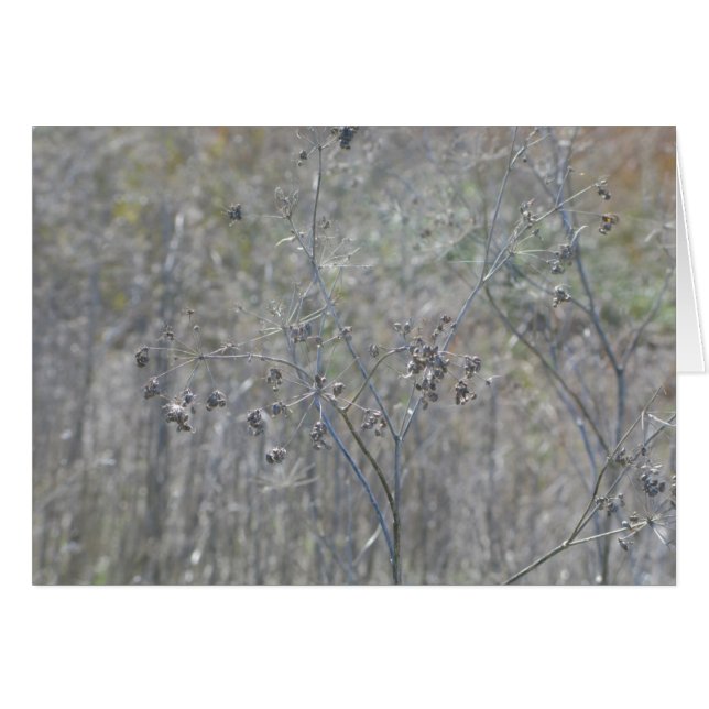 Point Reyes, Ca (Front Horizontal)