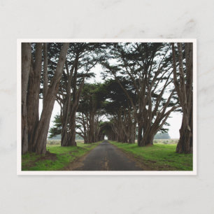 Point Reyes Cypress Tree Tunnel California Photo Postcard
