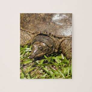 Pointed Long Nose Florida Softshell Turtle Jigsaw Puzzle