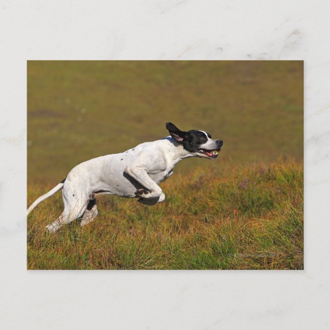 Pointer. Canis lupus familiaris Postcard (Front)