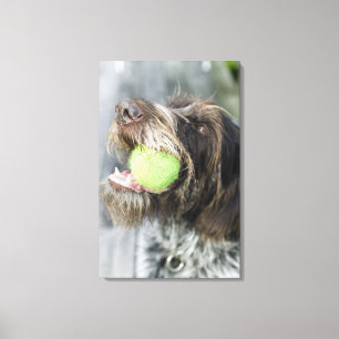Pointer dog biting tennis ball, close-up canvas print