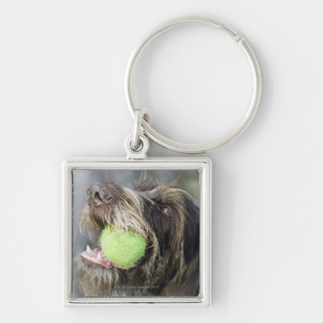 Pointer dog biting tennis ball, close-up key ring (Front)