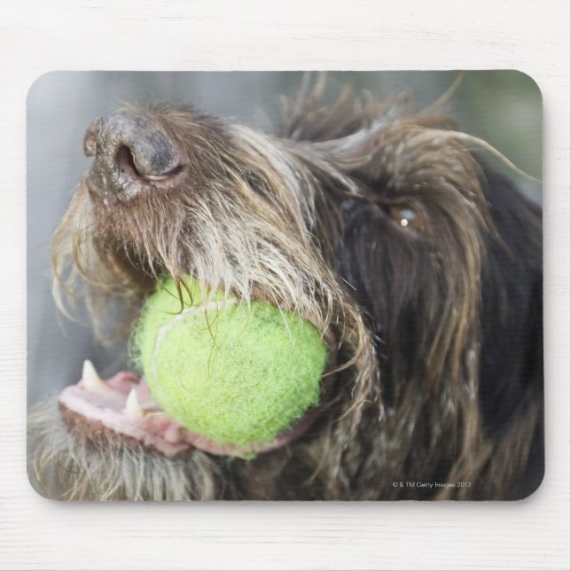 Pointer dog biting tennis ball, close-up mouse mat (Front)