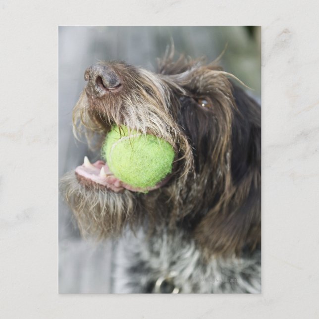 Pointer dog biting tennis ball, close-up postcard (Front)