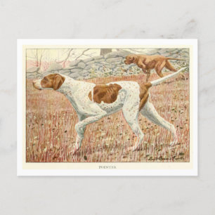Pointer Dogs Postcard