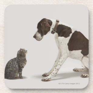 Pointer looking down at cat coaster